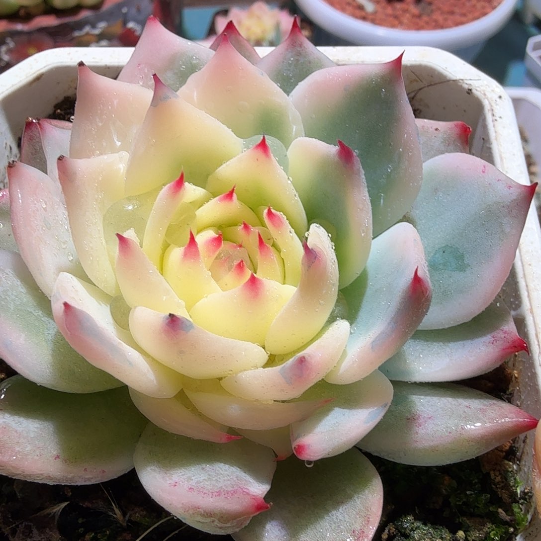 吉娃娃锦，多肉植物