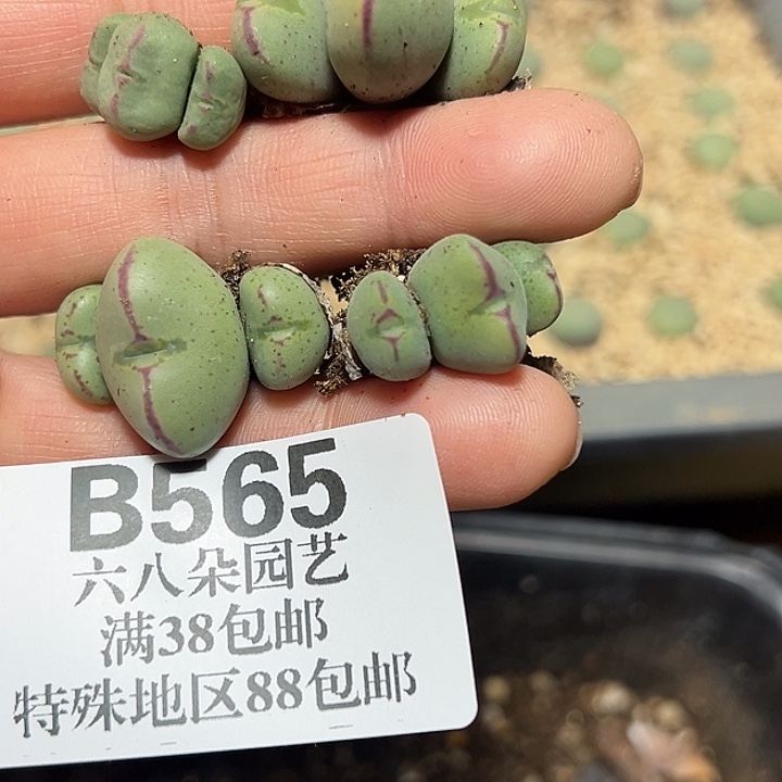 565号福利少将4颗多肉植物