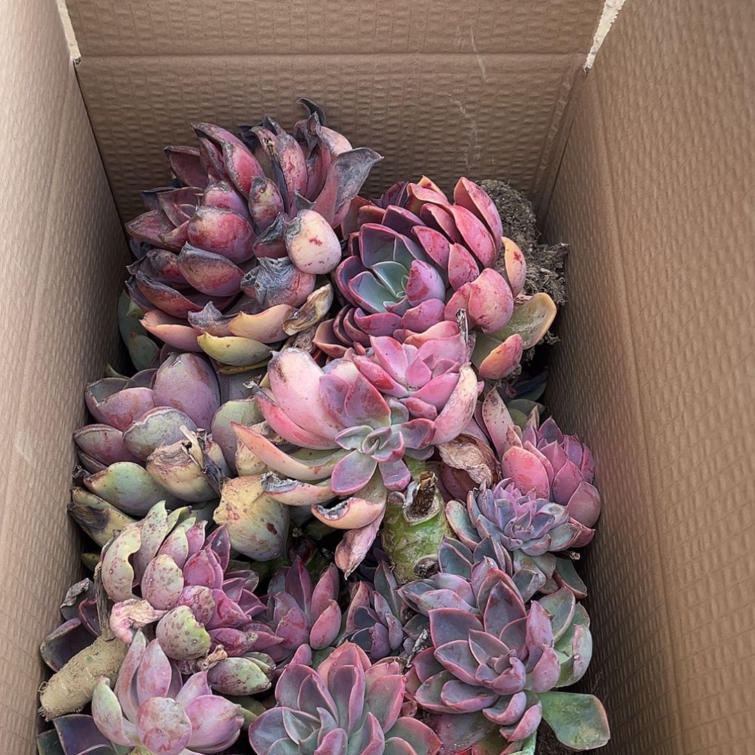 榴***兔10紫气东来不售后