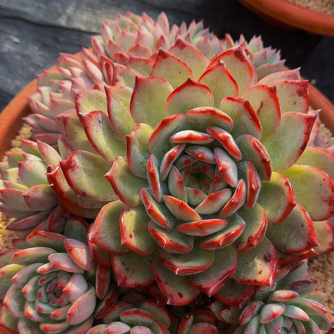 淡***然llooooooyoooyyoyyyooool