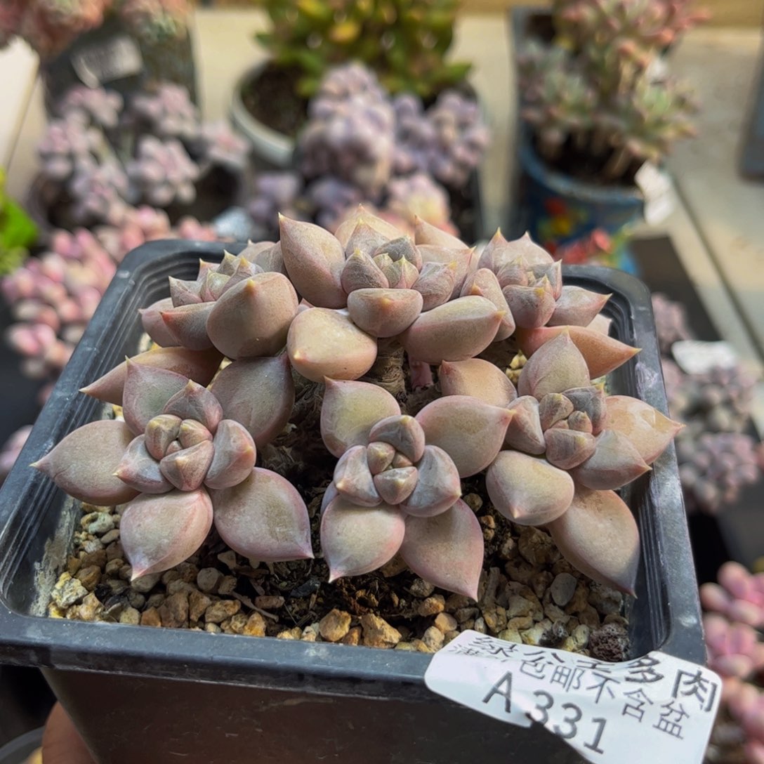 331象牙老桩8cm多肉