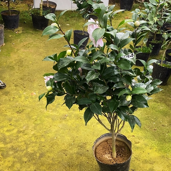 白乔伊。        984。    