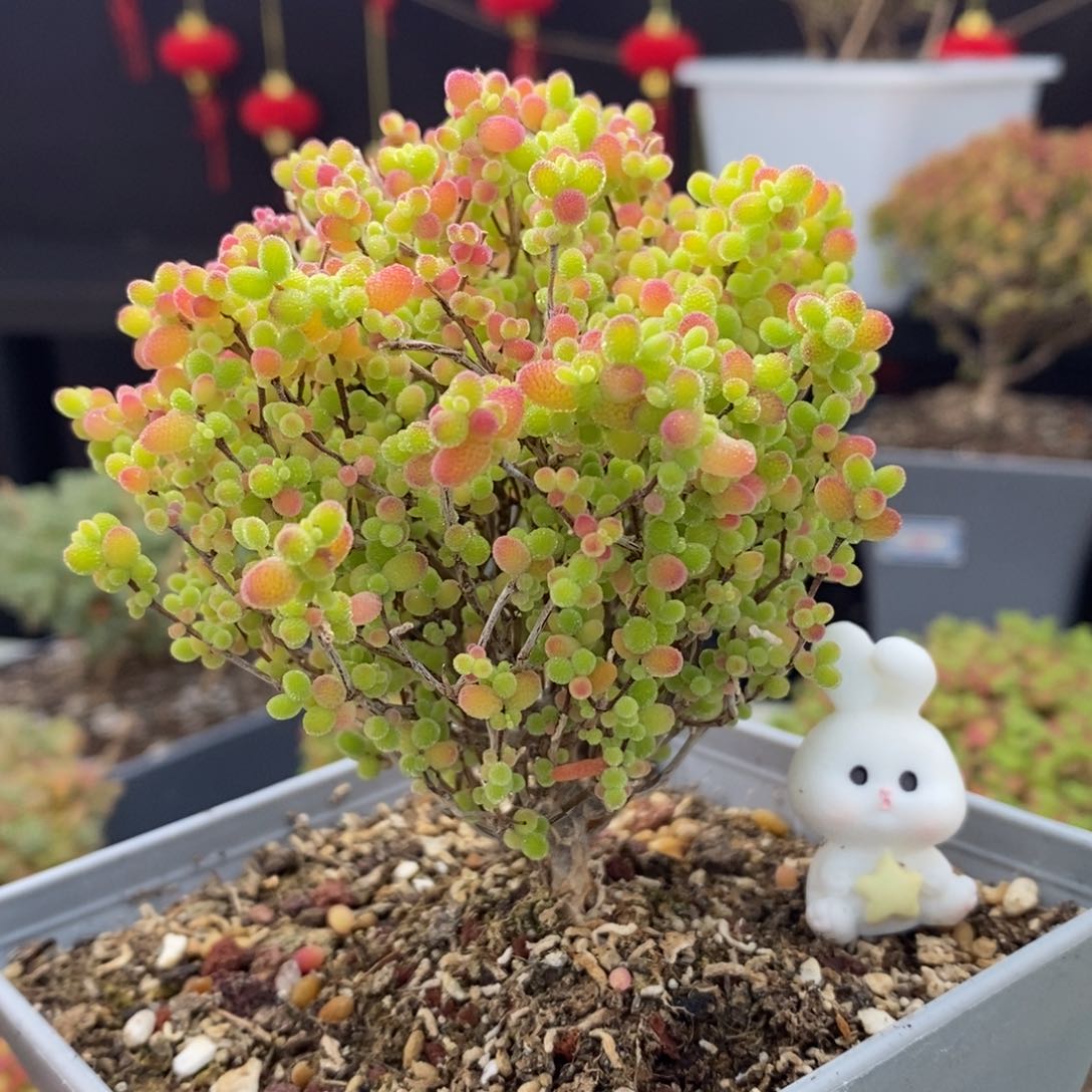 976号蜜橘糖球枝干多肉