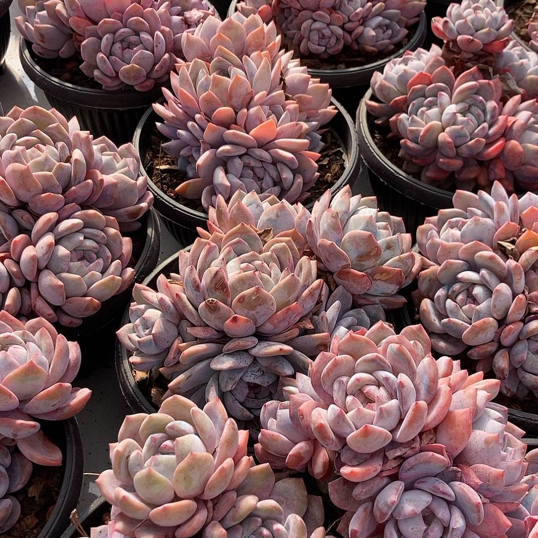 胖***猫星影随机多头元宝盆有砍