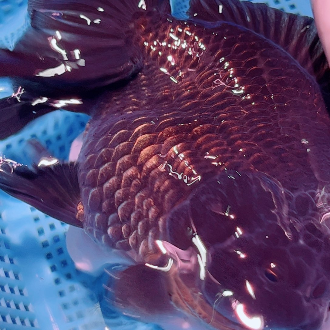 狮头鱼直播间一物一拍