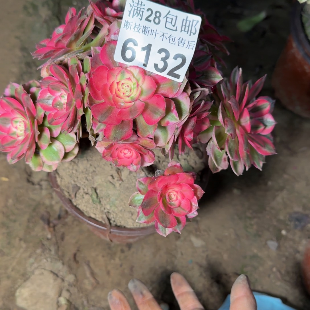 6132倾城不包断枝花