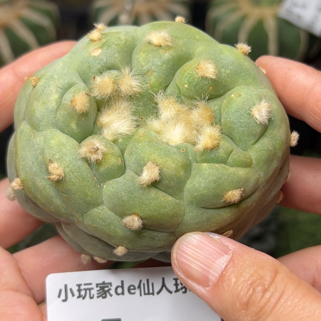 5 落地无根四月上盆