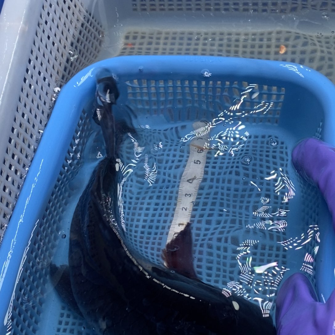 锦鲤冷水锦鲤包邮