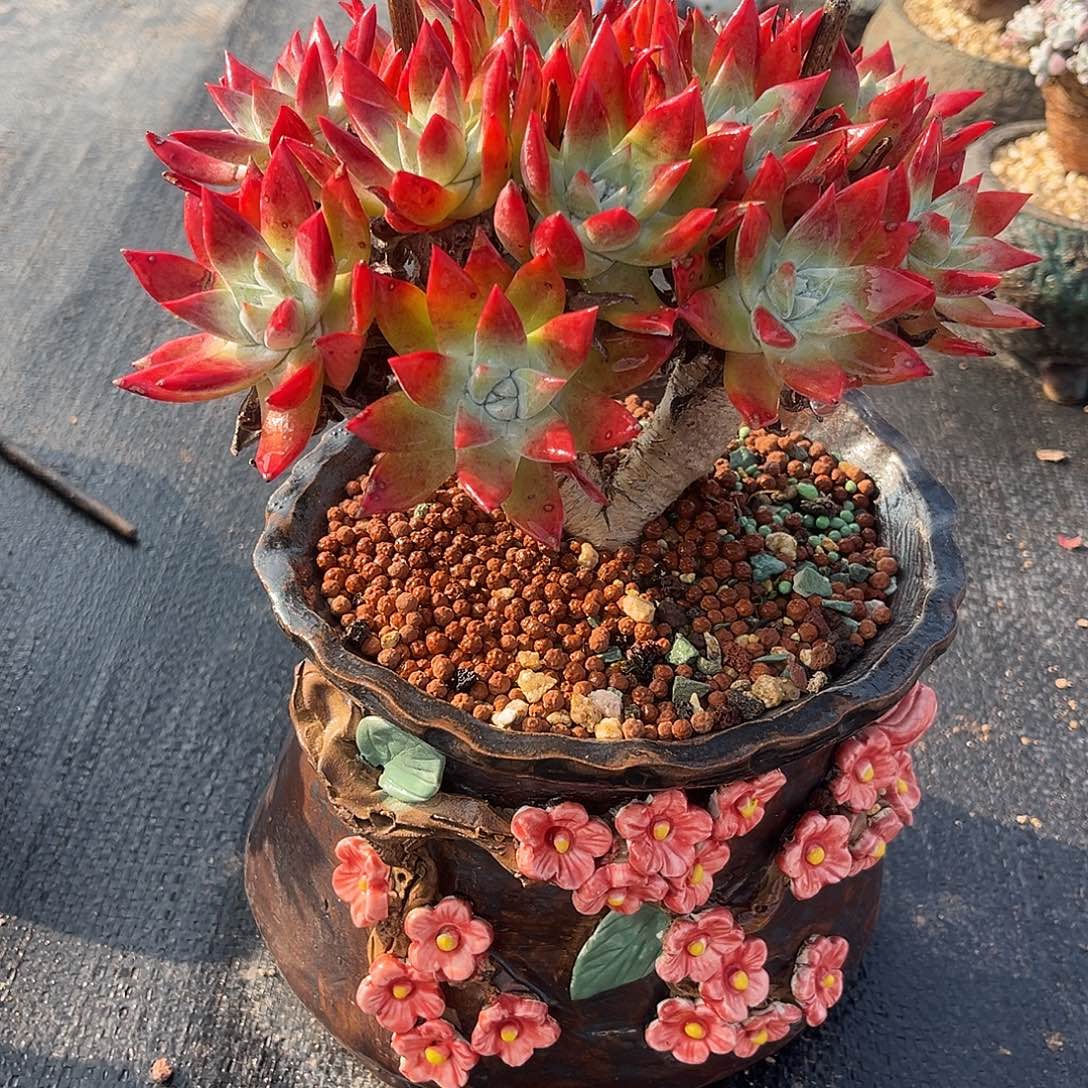 8886 小鹿多肉一物一拍