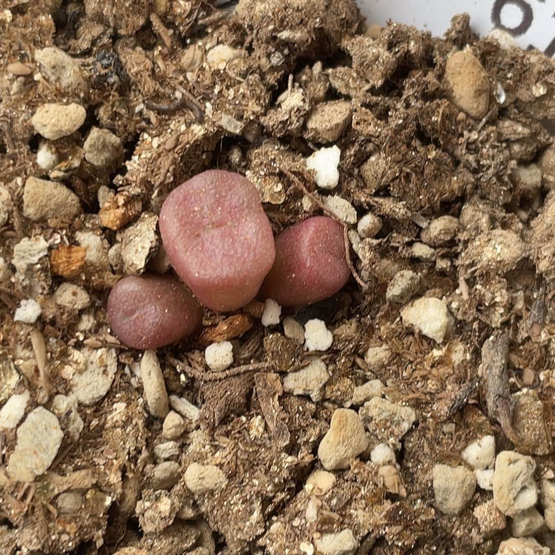 21-61猪鼻子多肉植物