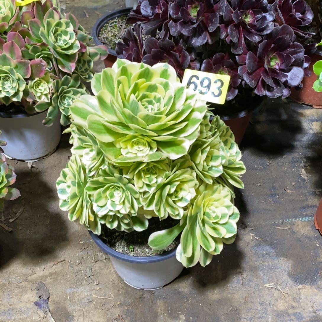 迈巴赫多肉法师693