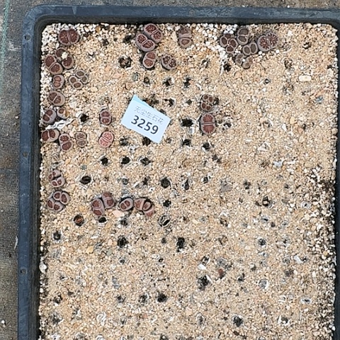 女**烟3259，菊红窗清框特价脱土发货