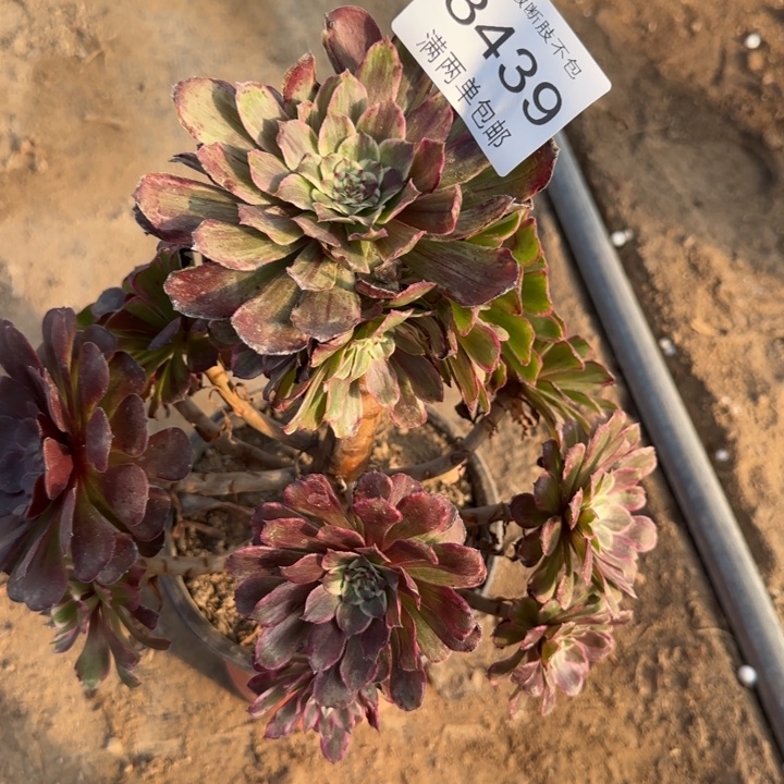 8439紫墨多肉植物