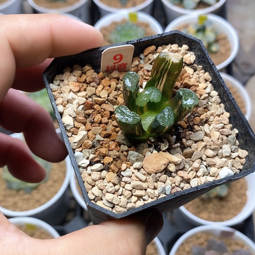 9号白妙万象锦一物一拍