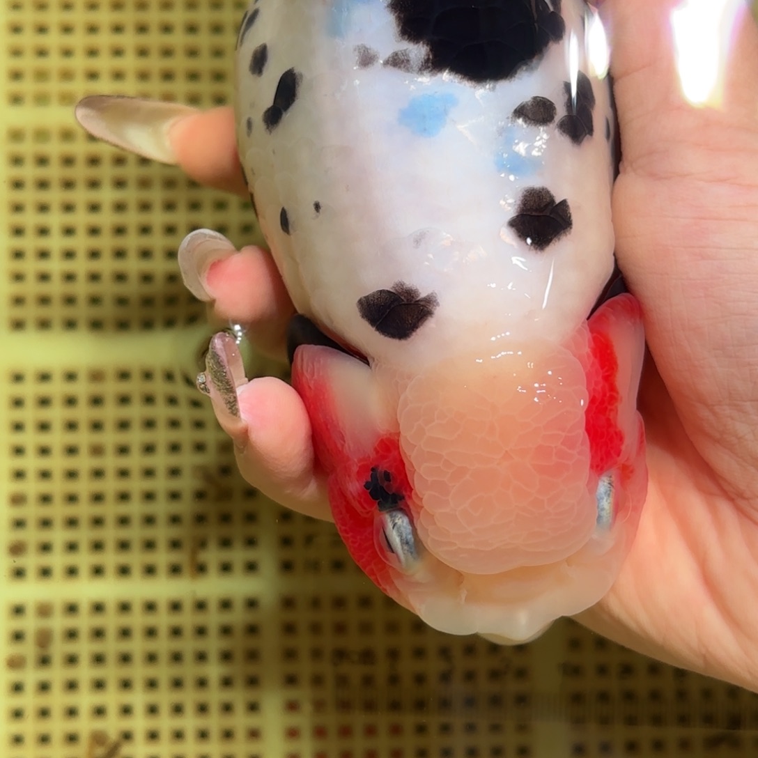 7***竞金鱼拍包装包邮，不拍包装运费到付