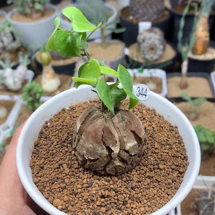 南非龟甲龙带盆3.6cm