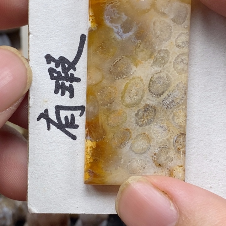 硅化珊瑚（珊瑚玉）未镶嵌颈饰