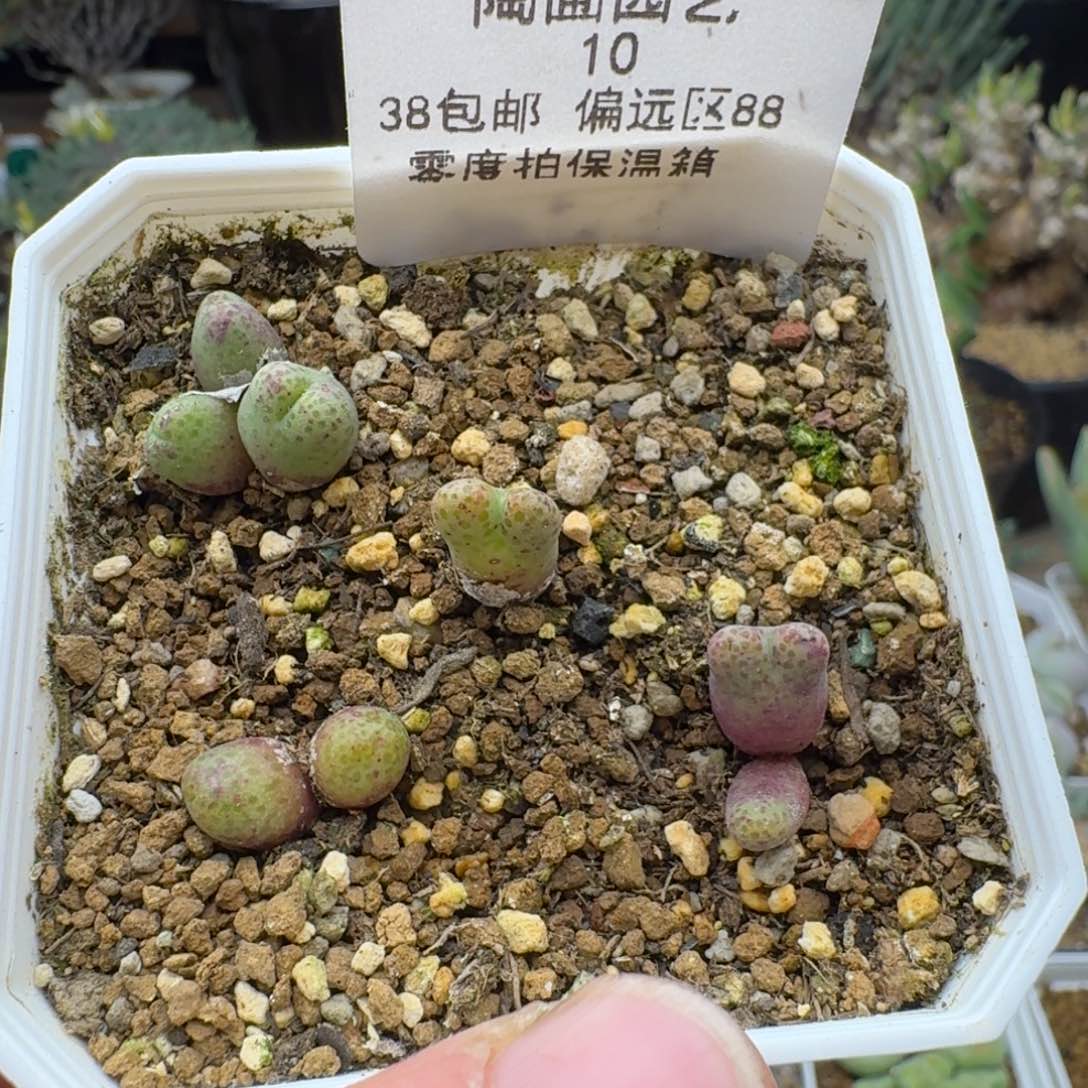 10号斑马福利多肉。