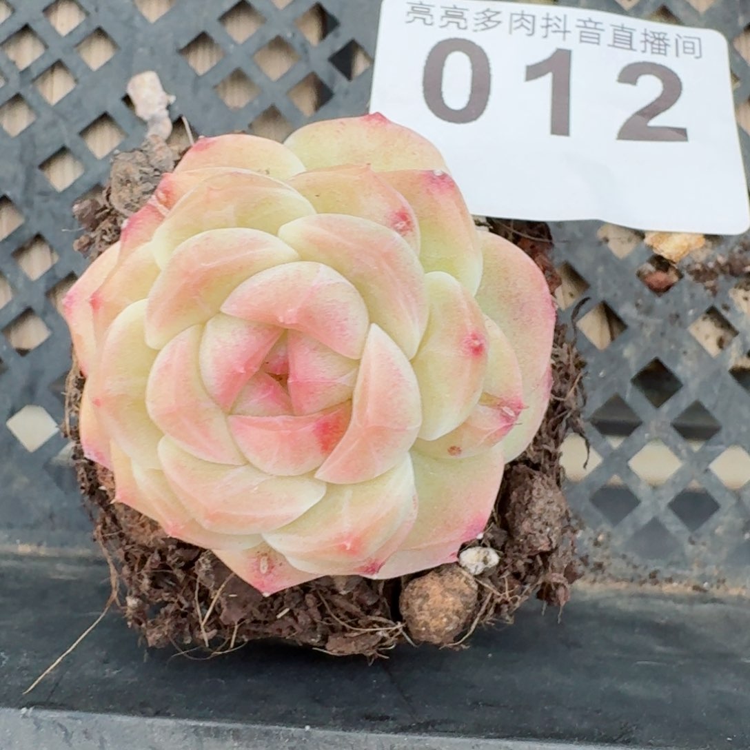 用****1白桃         精品多肉