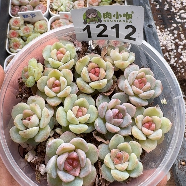 多肉植物多肉植物