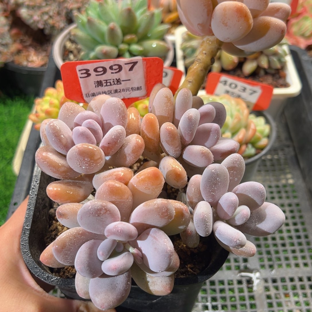 表妹精品多肉3997.