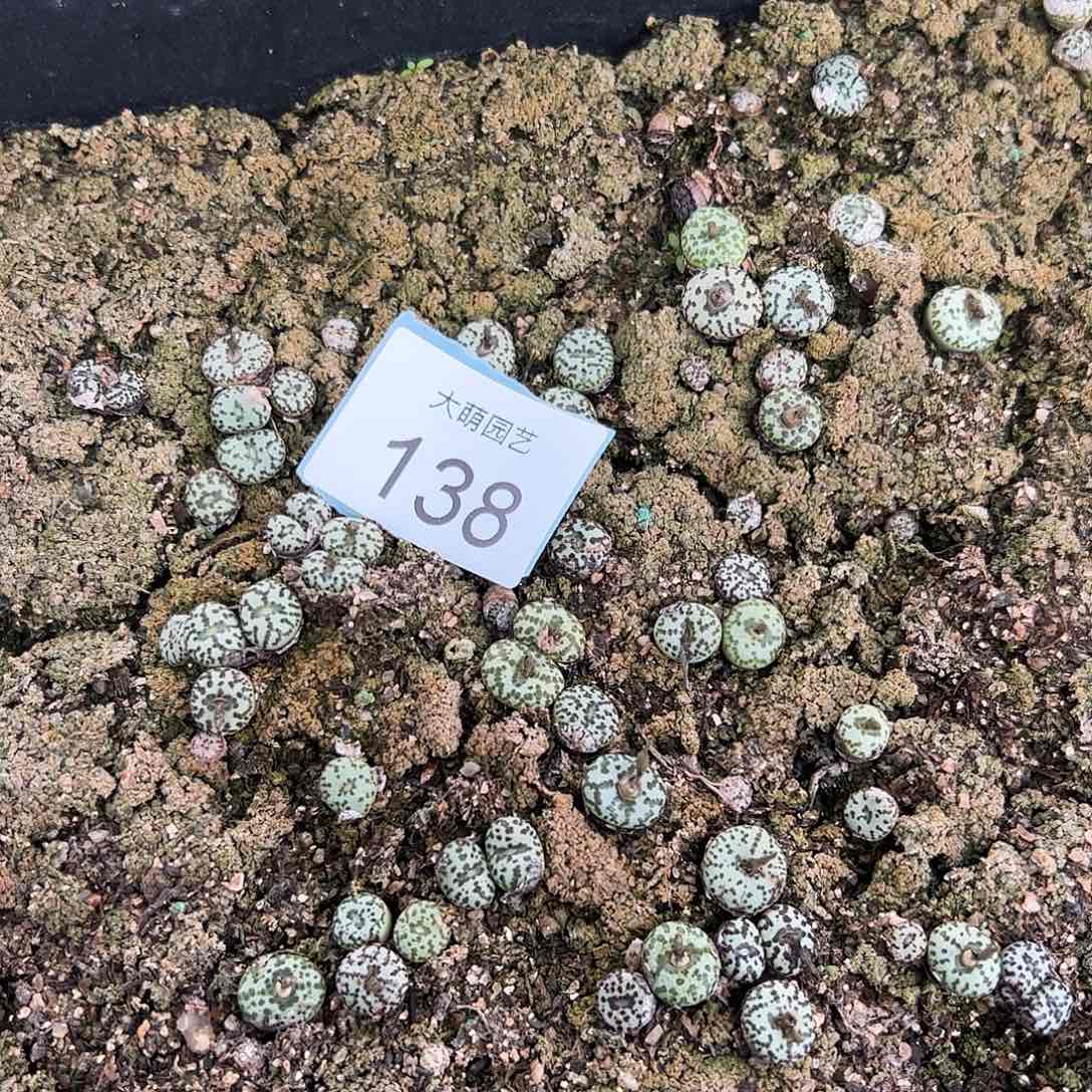 0000138量拍泡泡安贞5颗