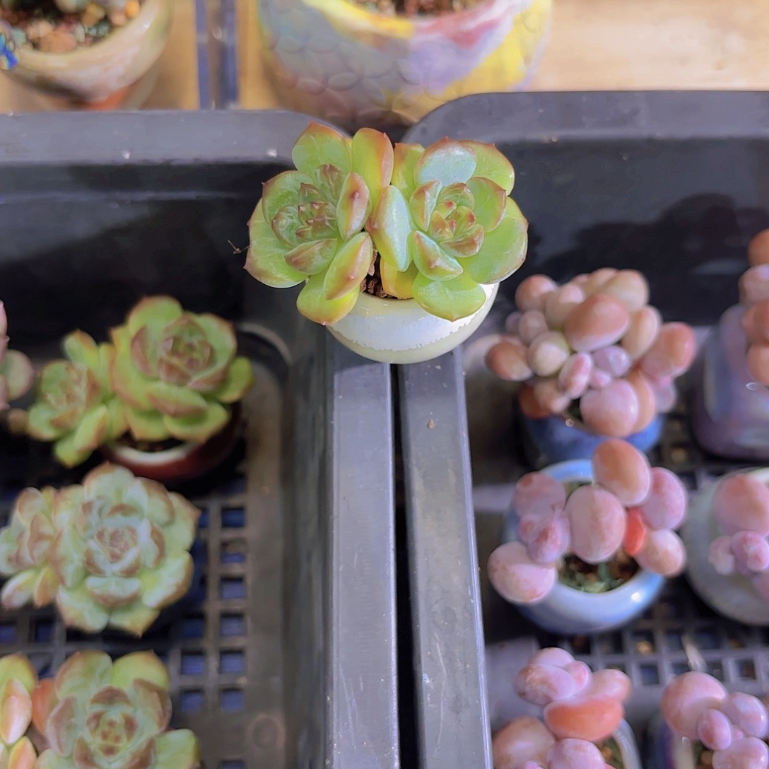 石榴珍妮一物一拍111