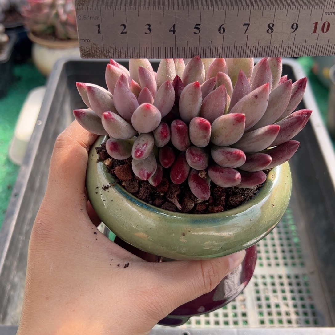 表妹精品多肉植物119.