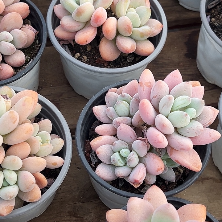 团  019       红洛神  