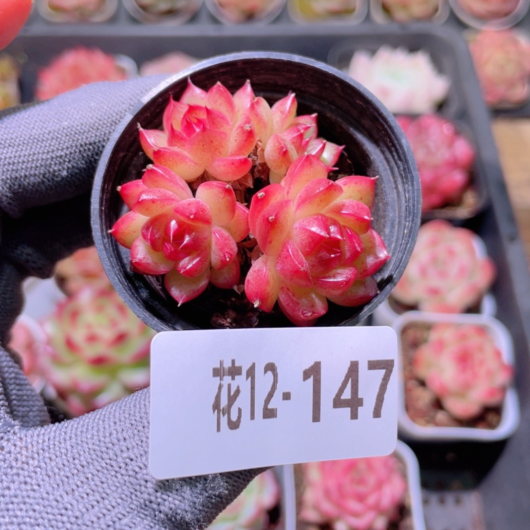 花利美12-147海王