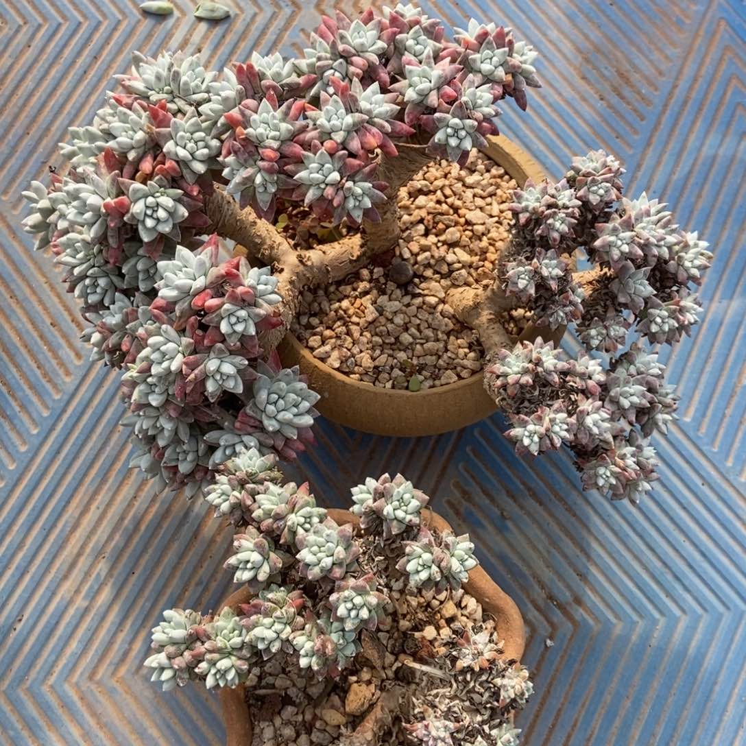 白菊两颗瑕疵处理