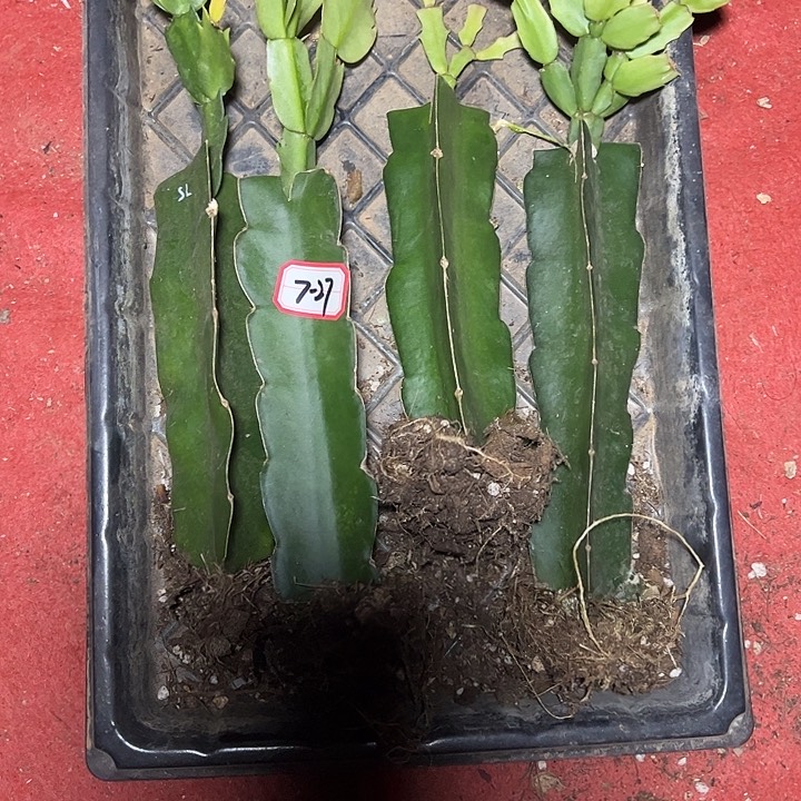 贤*四颗嫁接小破苗无售后7-27