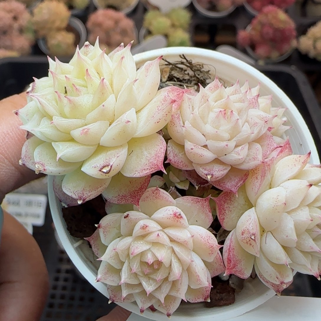 花语逸镜0313-347散