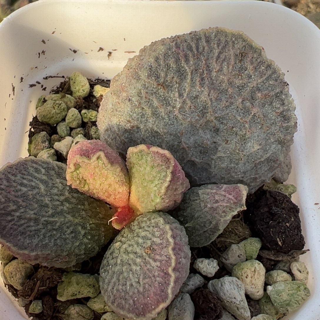 哈莫猪肝大苗多肉植物水泡