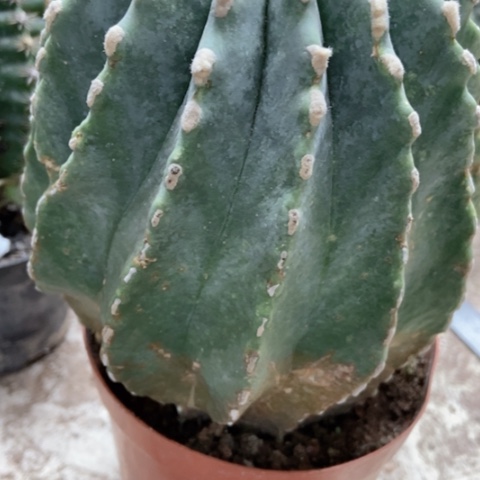 王冠龙15米仙人球