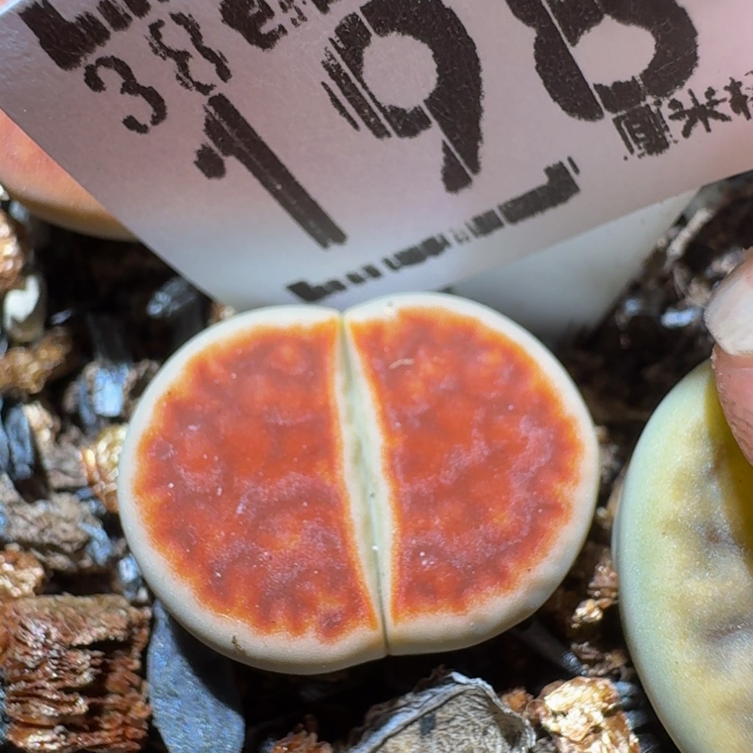 zzzzz生石花肉锥1987朱唇