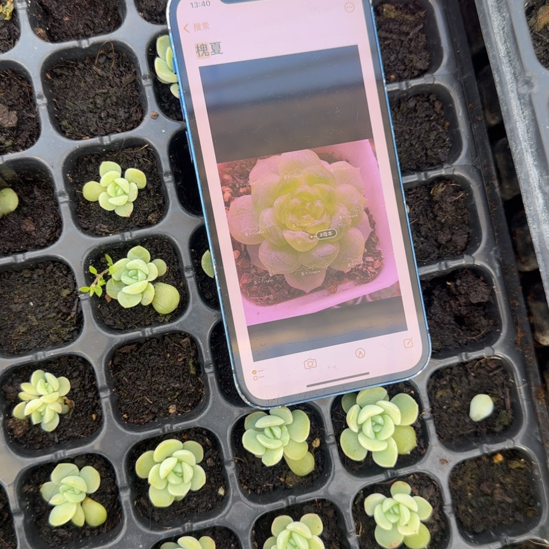 槐夏穴一个满25包邮