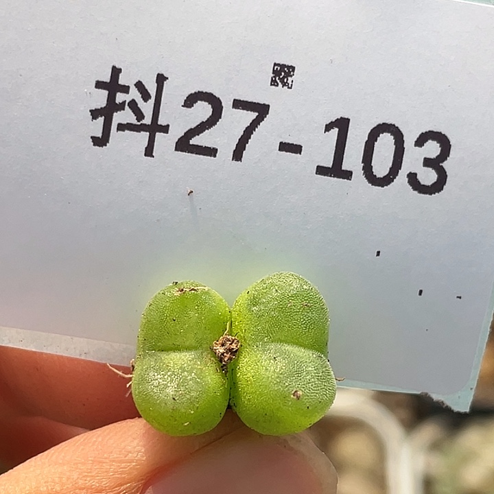 27-103水晶鞋多肉植物