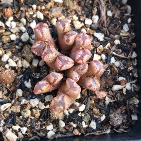 多肉肉锥 8头蝴蝶勋章