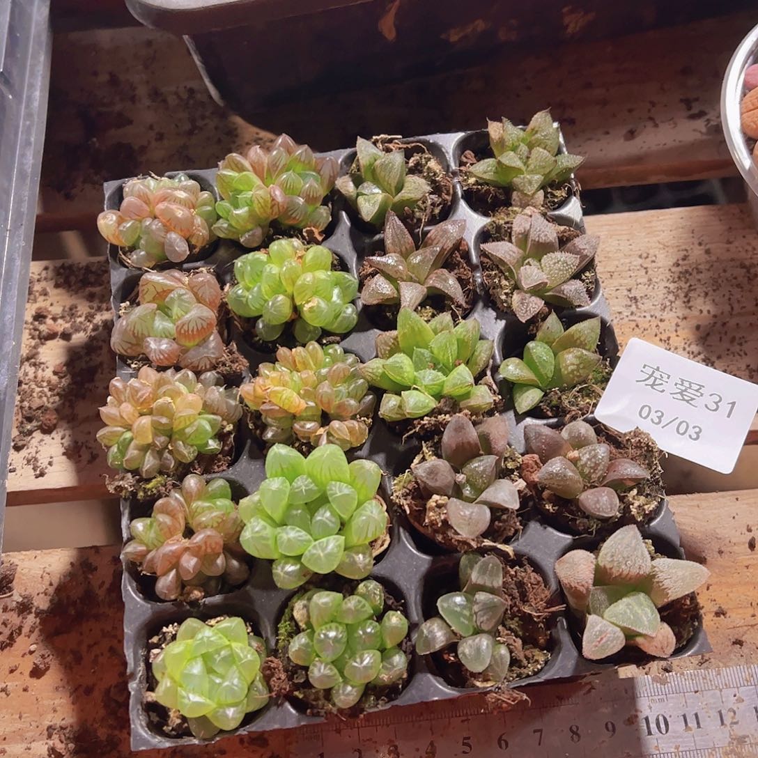 直播福利一物一拍31