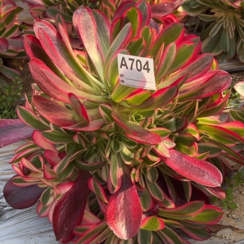 多肉植物美杜莎捧花