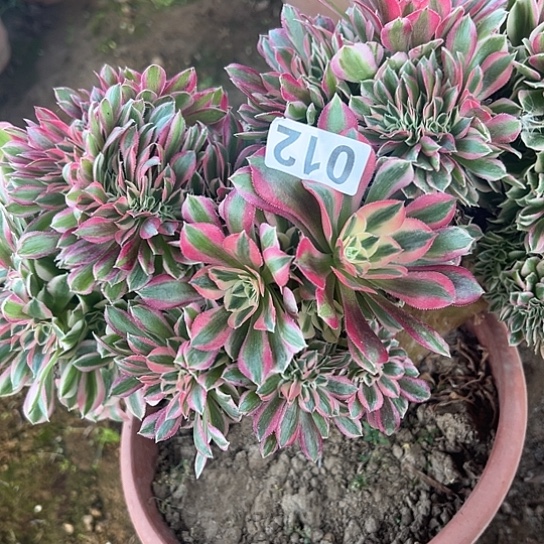 臻***昔多肉植物一个女巫