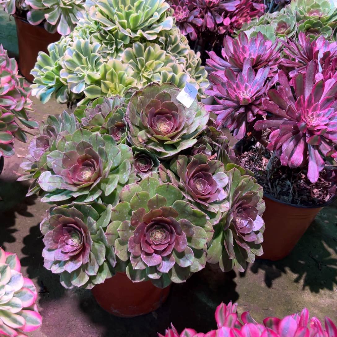 多肉植物万拉丝366