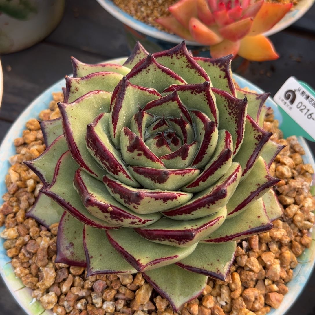 多肉一物一拍0215-139