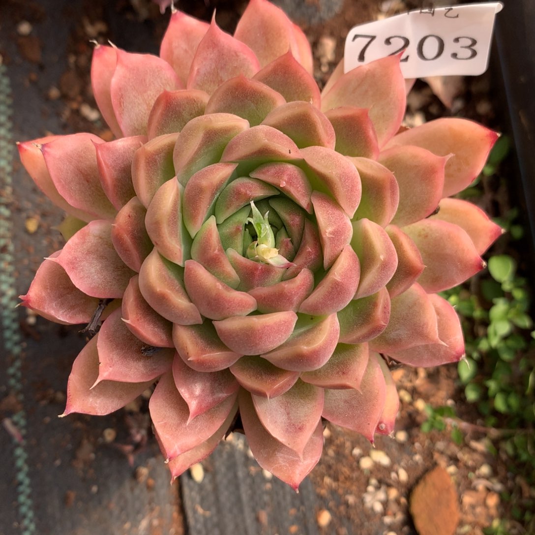 7203新年快乐发发发