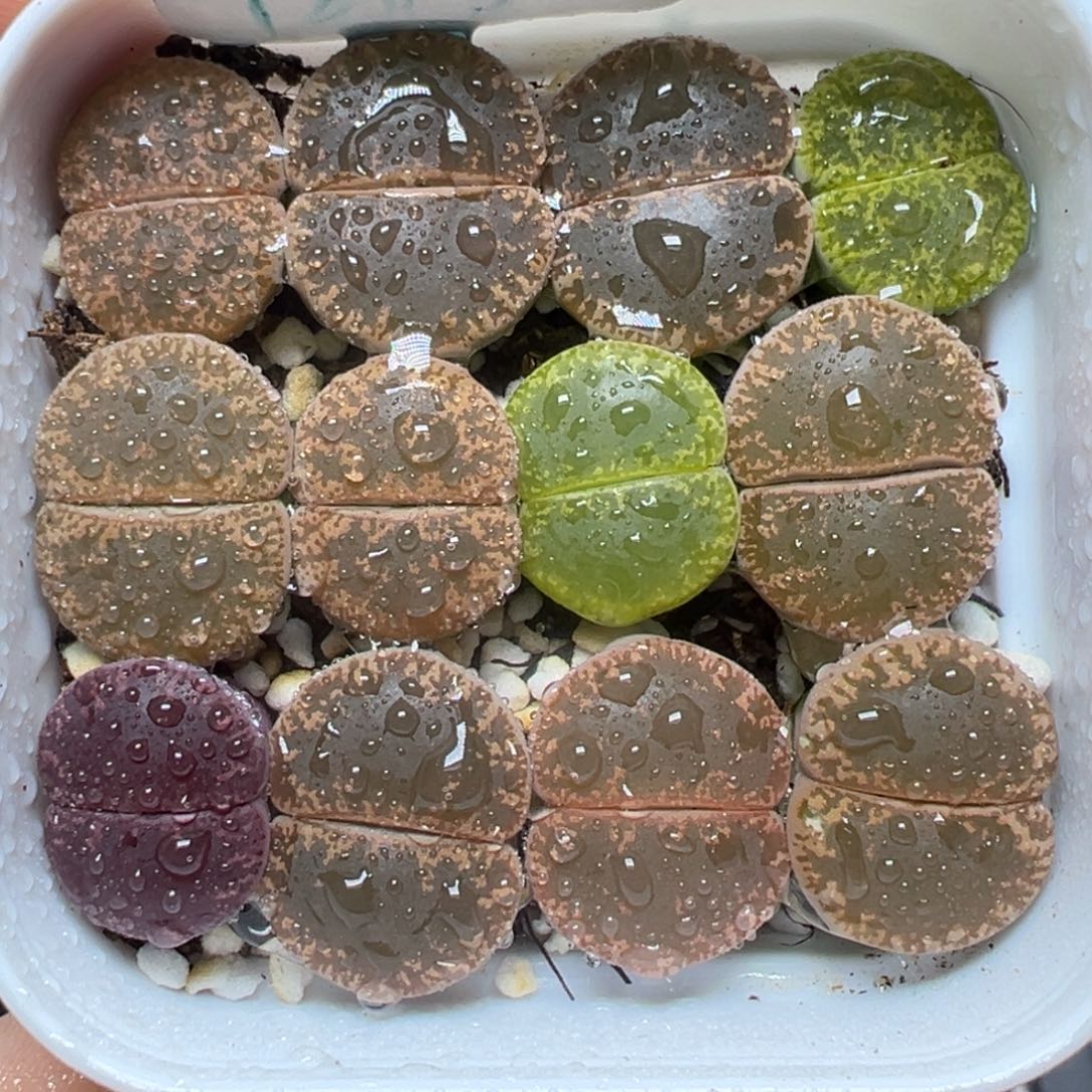 【闪购商品】1203……