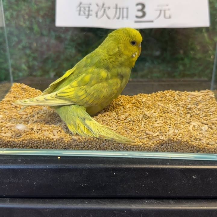 虎皮鹦鹉大头虎皮鹦鹉