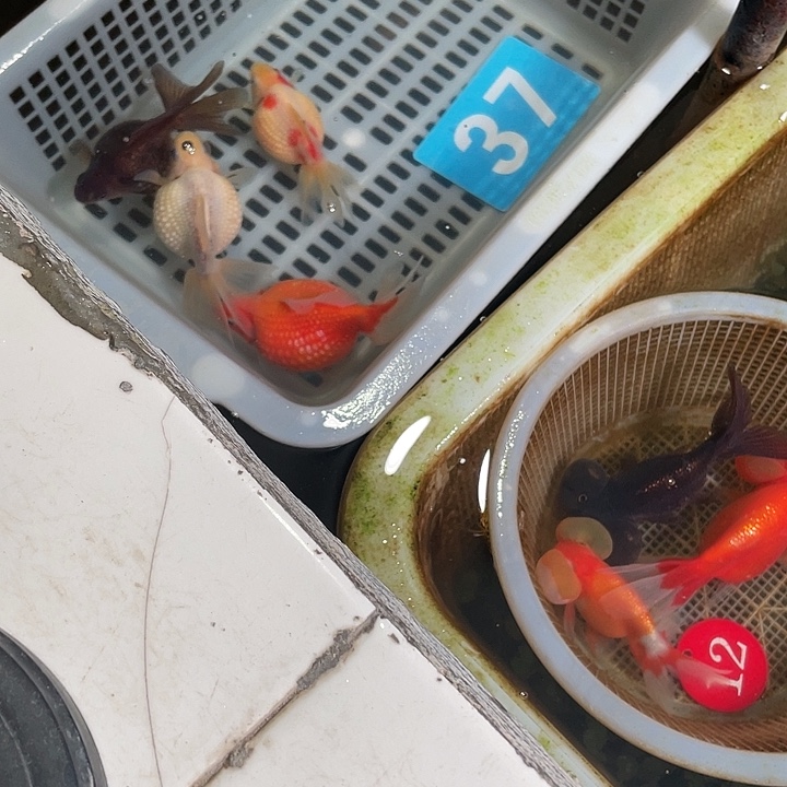 蓝***～海水鱼金鱼金鱼金鱼