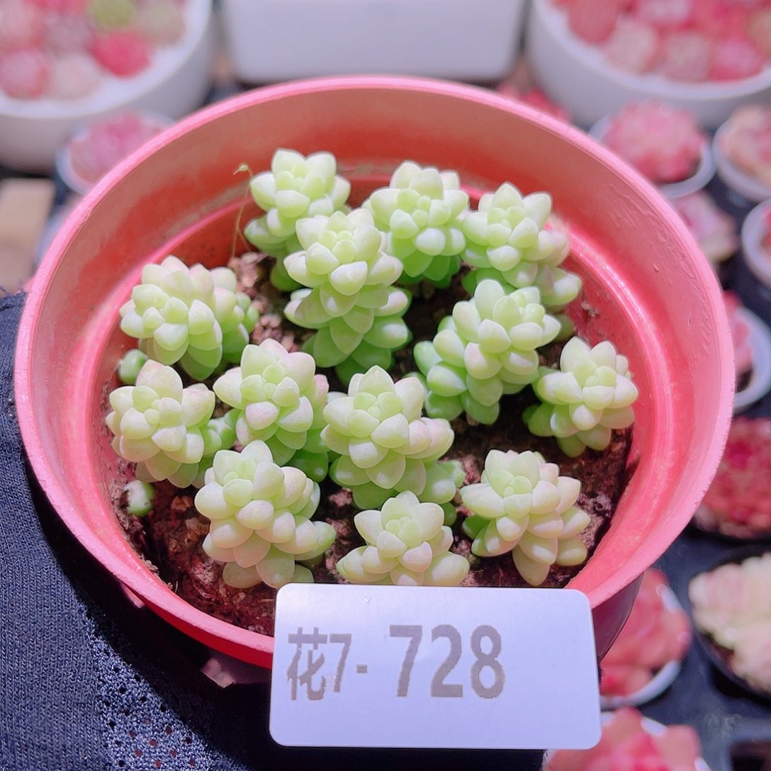 花利美7-728玉坠