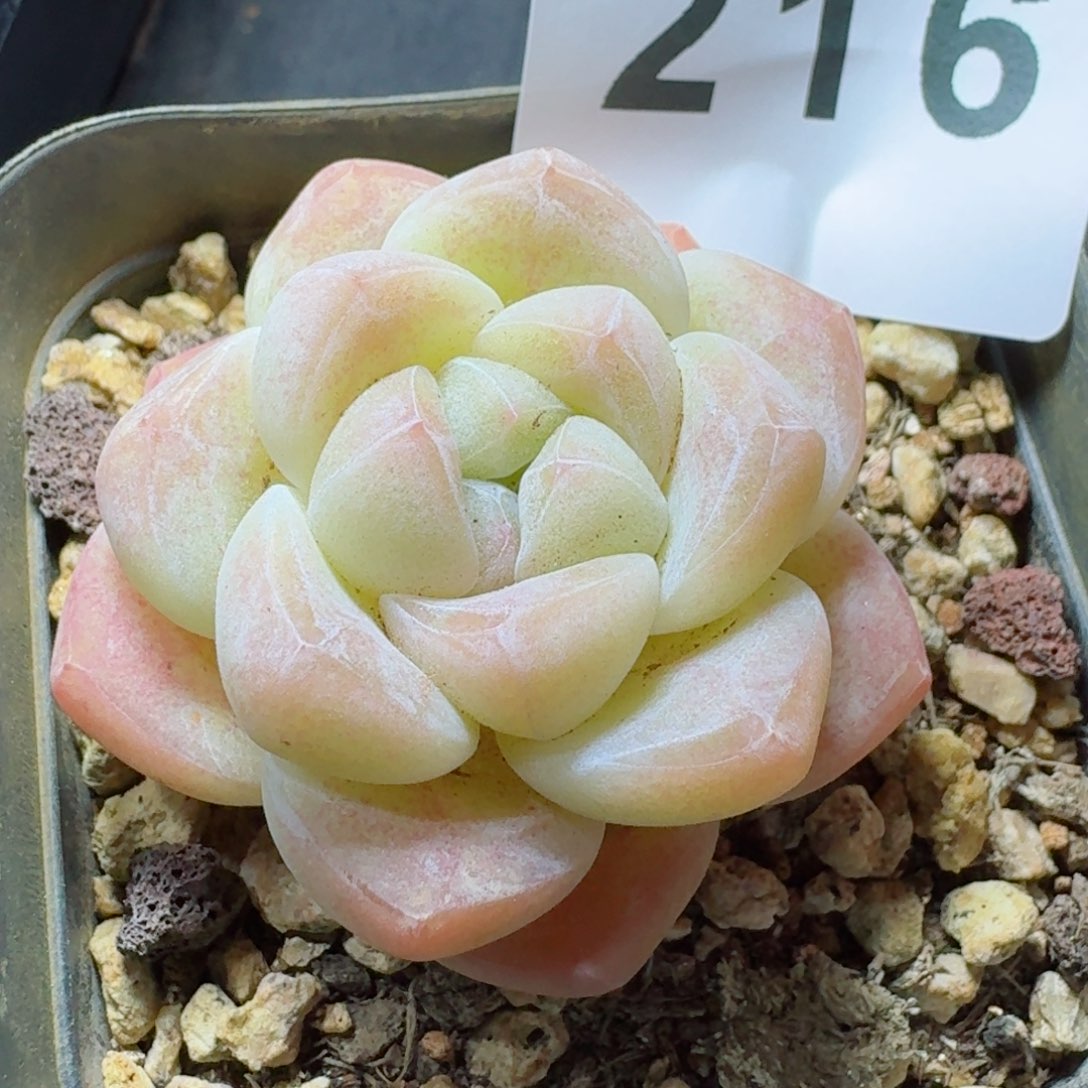 福利         精品多肉